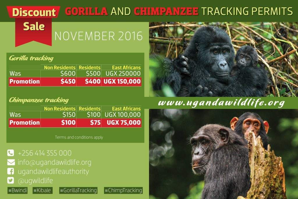 season gorilla and chimpanzee discount