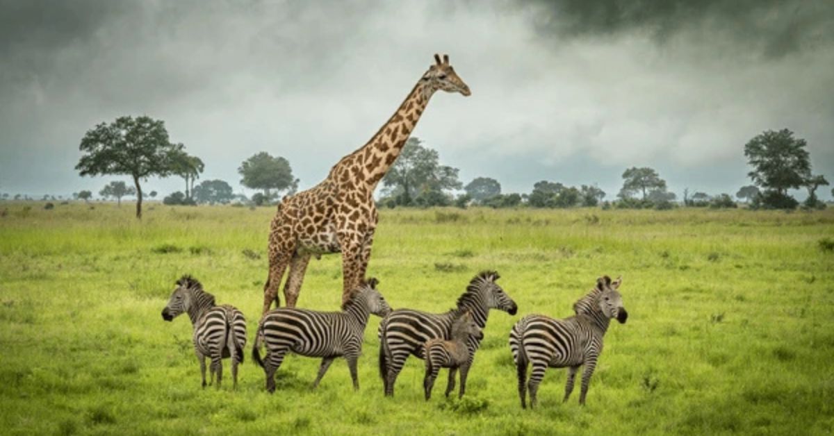 safari in a wet season