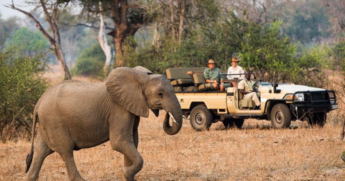 African safari