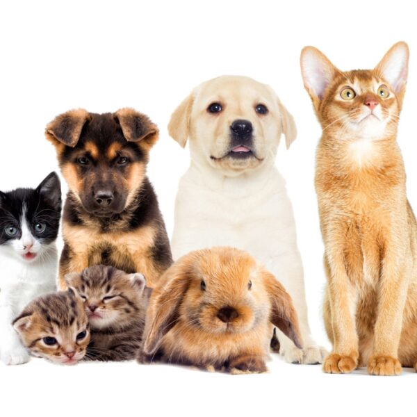 pets