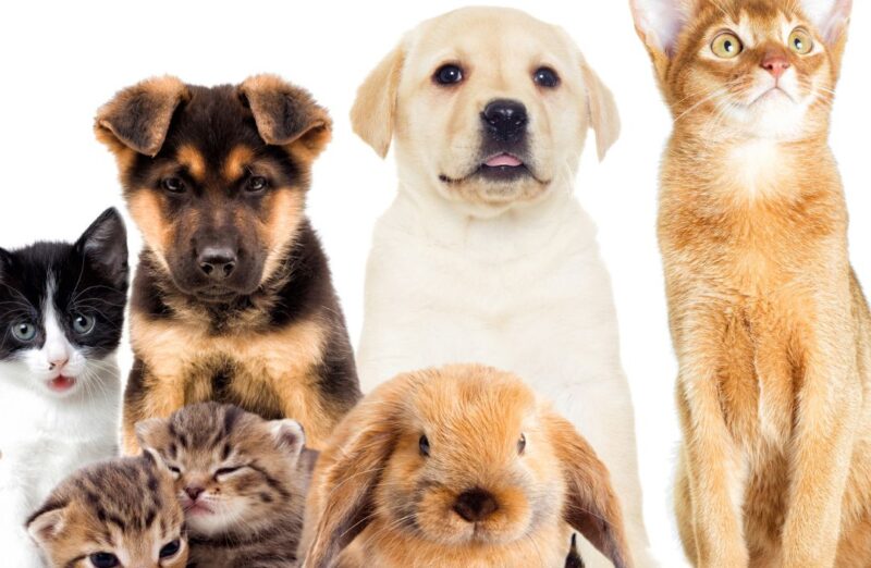 pets